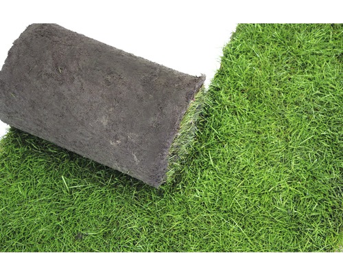 Premium gerold graszoden, bestelhoeveelheid 30-39 m², dagelijks vers gesneden