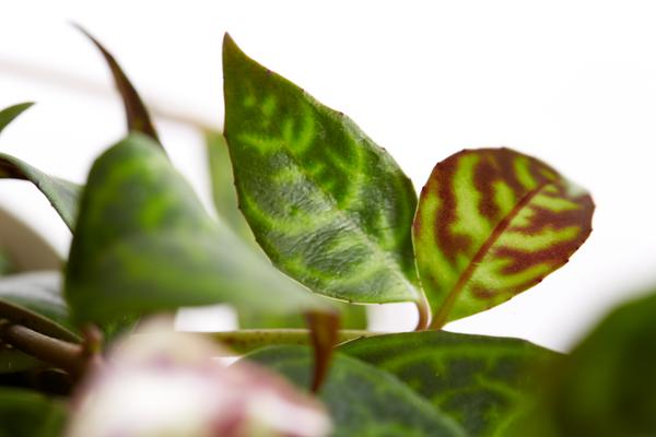 Gefleckte Schamblume - Aeschynanthus