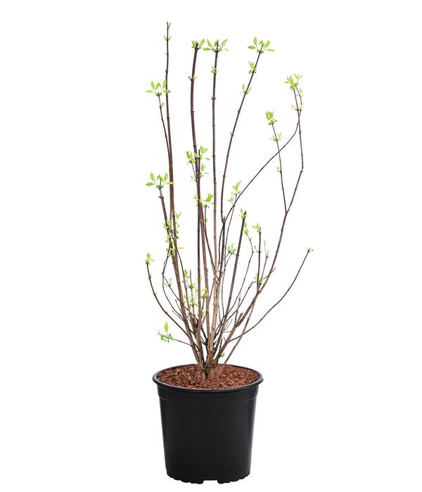 Gefüllter Gartenjasmin 'Virginal'