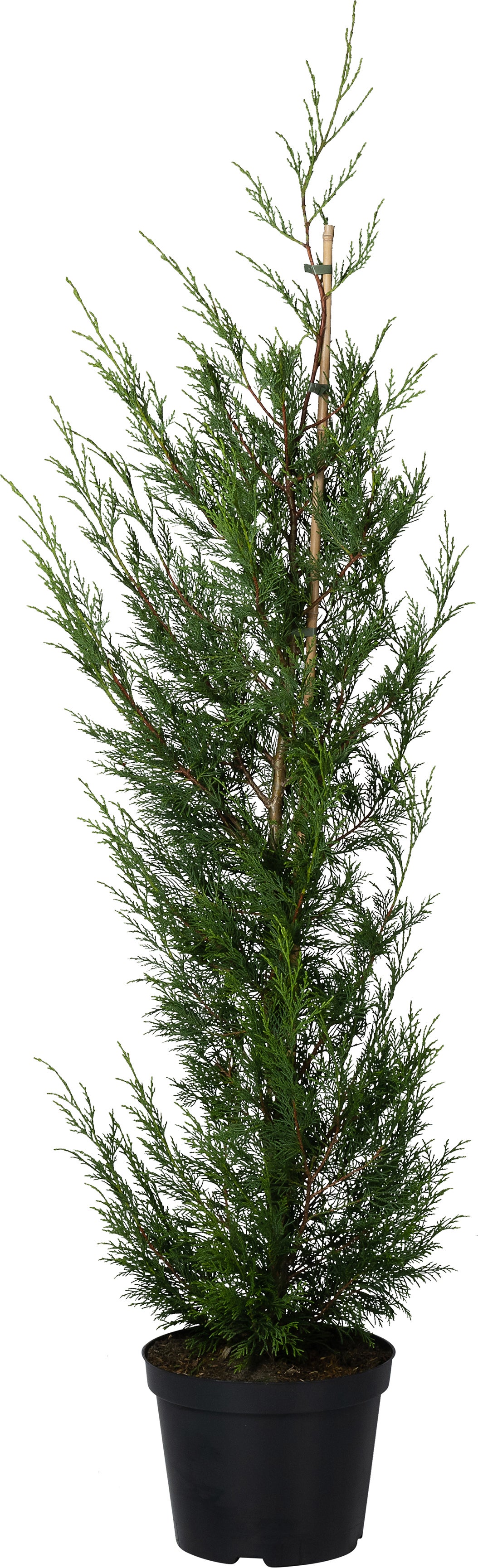 Haagconifeer (Cupressocyparis leylandii '2001') D 28 H 120 cm