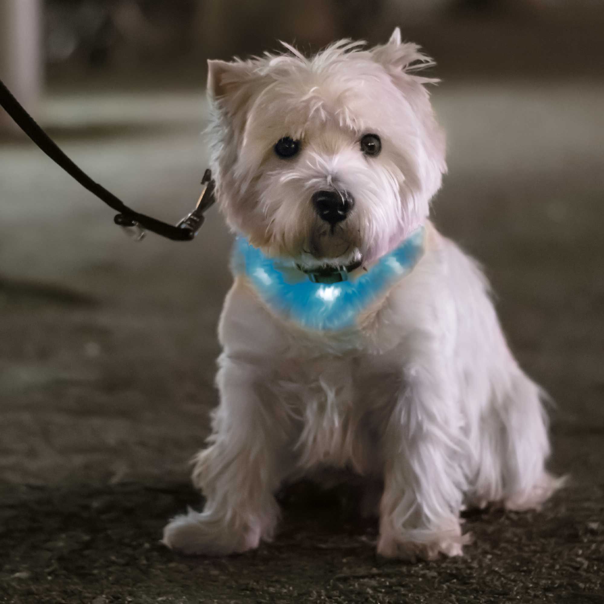 Trixie LED - Leuchtschlauch für Hunde