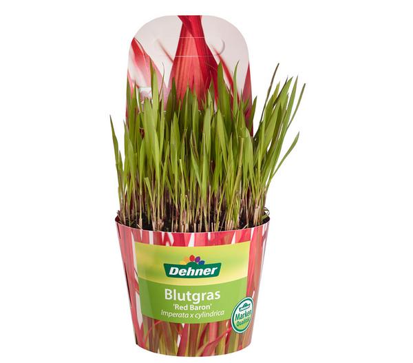 Japanisches Blutgras 'Red Baron'