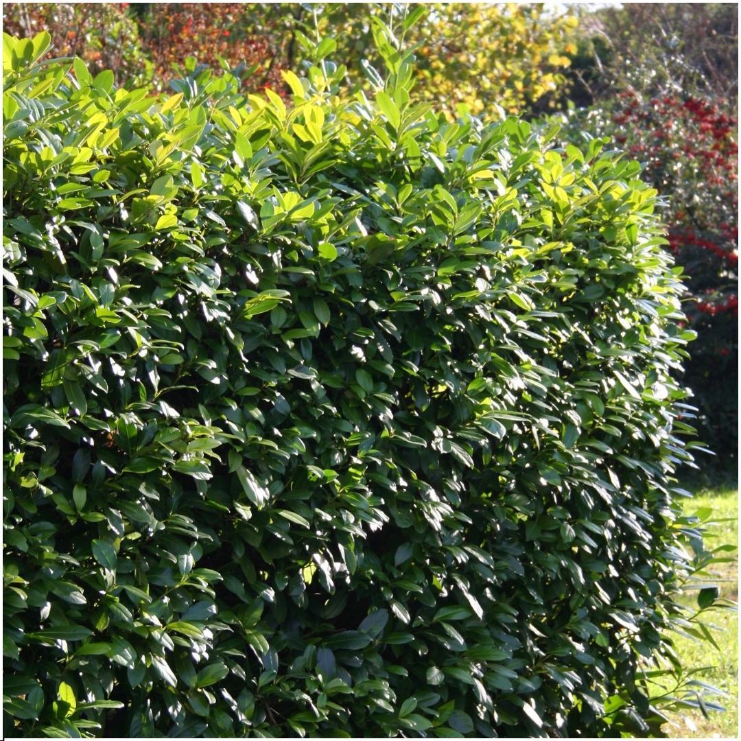 Prunus laurocerasus 'rotundifolia' - lot de 6