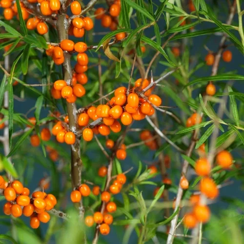 Hippophae rhamnoides 'Julia' 4,5L Tindved 'Julia' Ø22 cm