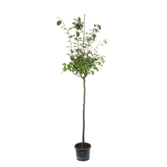 Cognassier: ½ tige, 4-5 ans, H 170-180 cm