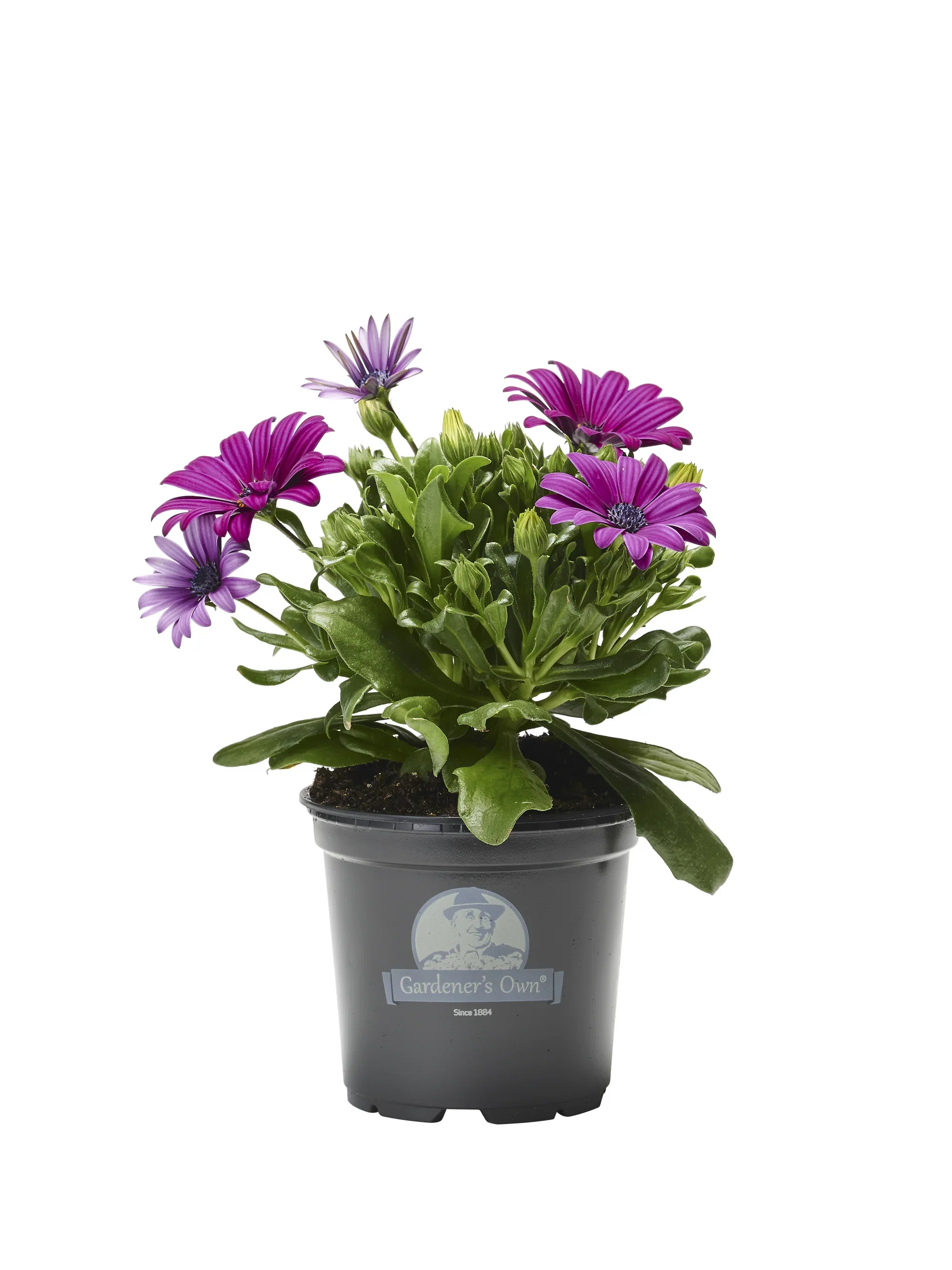 Osteospermum Purple 12 cm Spansk margeritt Ø12 cm