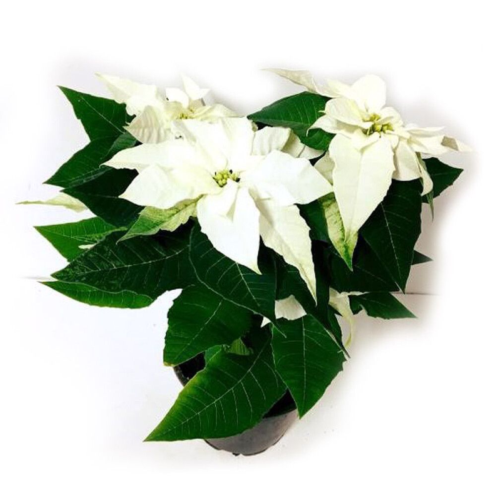 JULESTJERNE FLERGRENET 12CM HVIT
