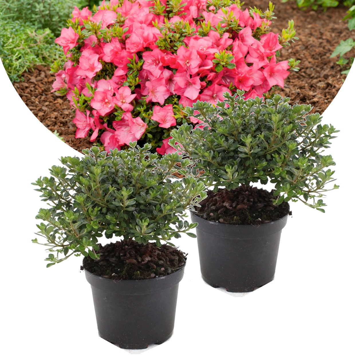 Rhododendron - azalea anouk japon - set de 2 - pot 17cm - hauteur 25-40cm