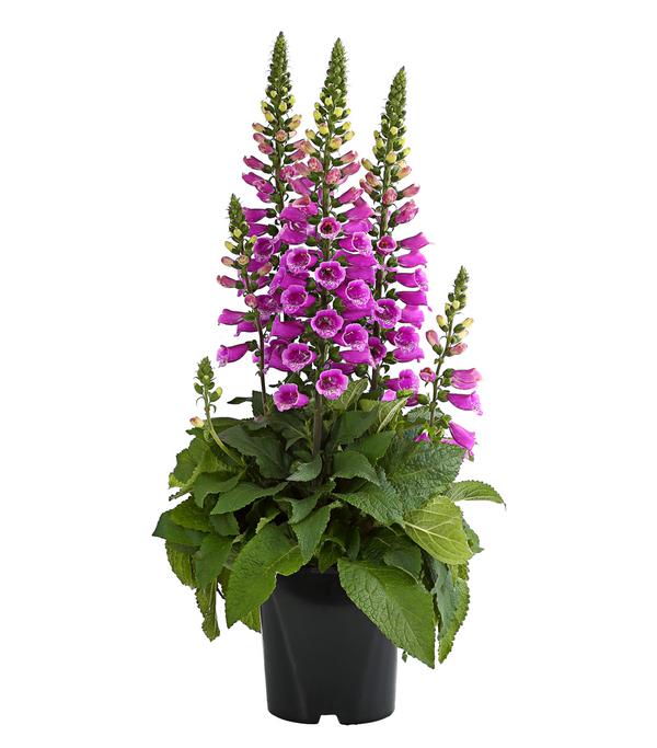 Fingerhut, verschiedene Sorten