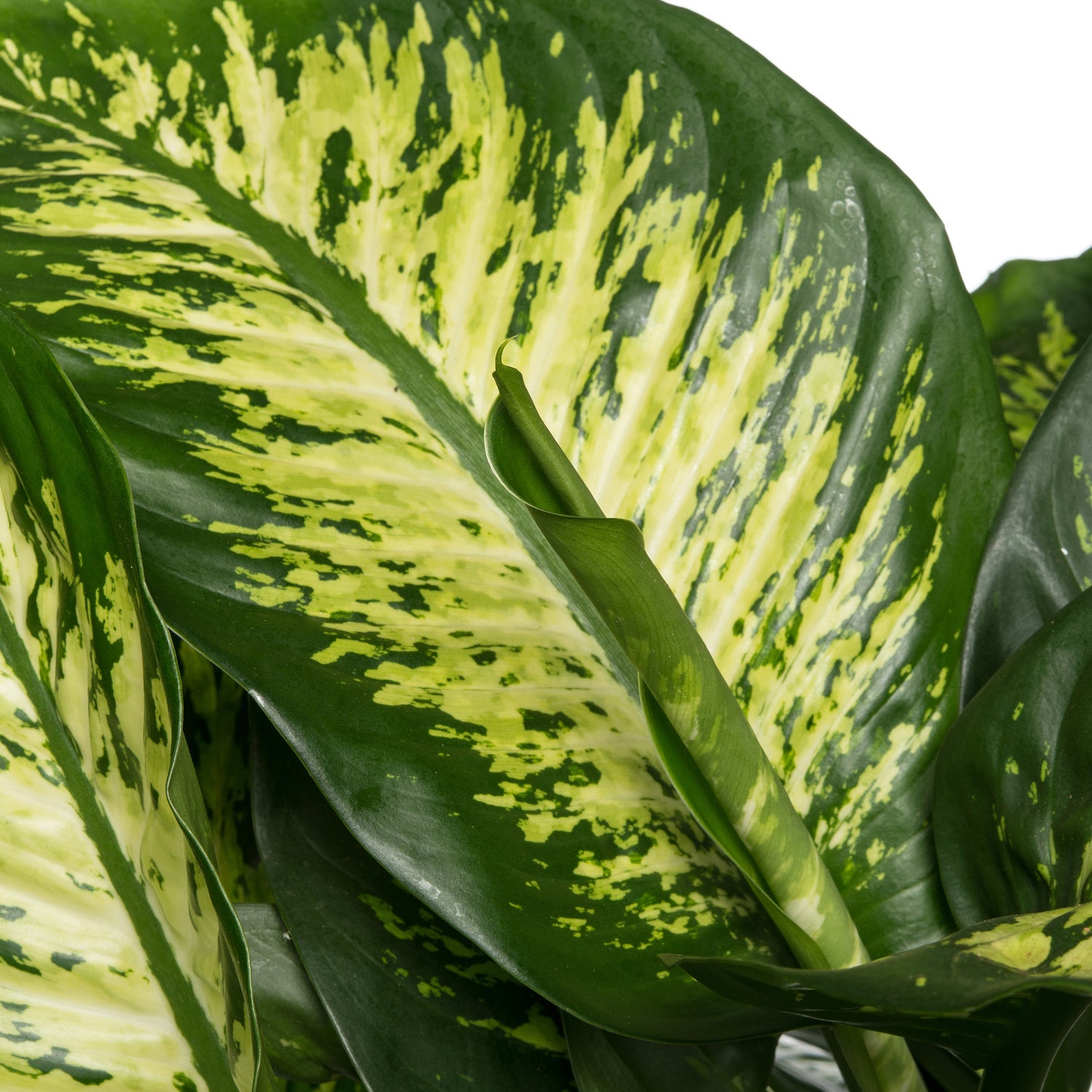 Dieffenbachia (Dieffenbachia seguine 'Reeva') D 24 H 80 cm
