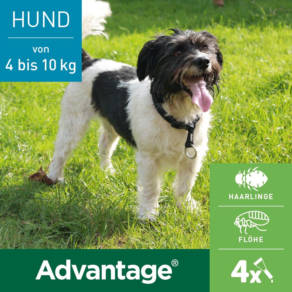Advantage® 100 mg Spot-On für Hunde 4 - 10 kg