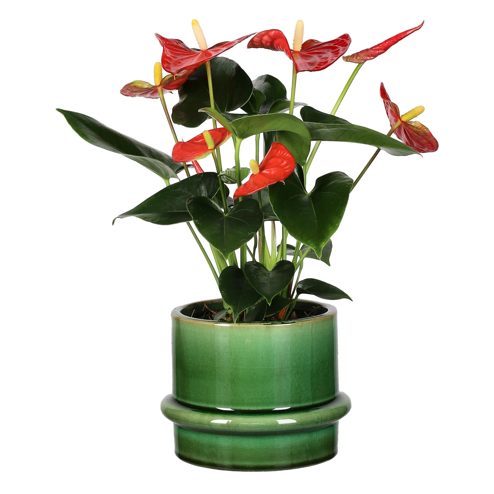 Anthurium Andraeanum Group Flamingoblomst Høyde 45 cm