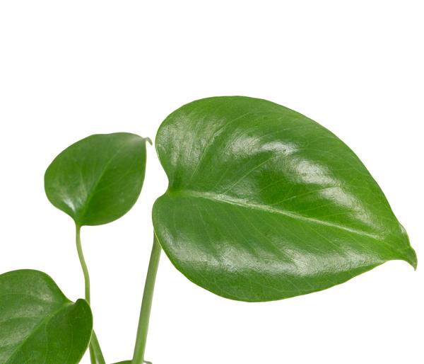 Fensterblatt - Monstera deliciosa