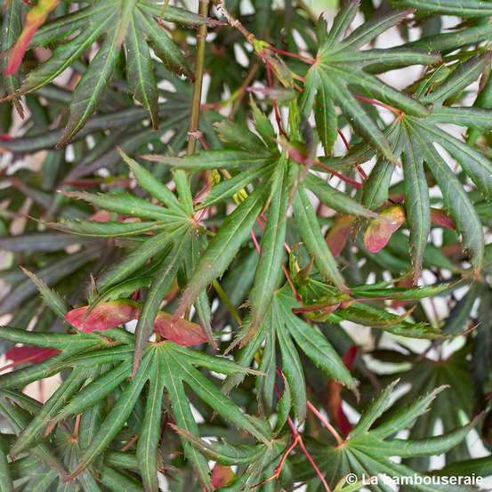 Acer palmatum Trompenburg :C3L h.40/60cm