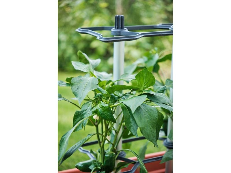 Gusta Garden CHILI BUDDY Rankhilfe für Chilis & Paprika Sil Rankhilfe wächst mit Ihren Pflanzen