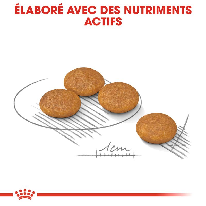 Royal Canin Mini Dermacomfort à prix discount sur bitiba.fr