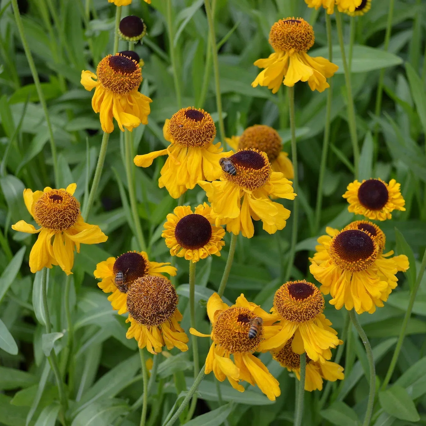Helenium (Autumnale-Group) 'The Bishop' Helenium big. 'The Bishop' Ø11 cm