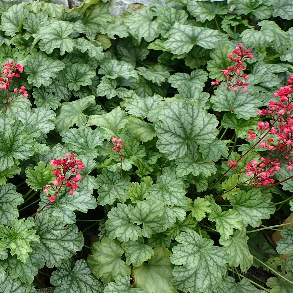 Heuchera (Indian Summer-Serien) BERRY TIMELESS ('Heu19bti') Alunrot BERRY TIMELESS Ø19 cm
