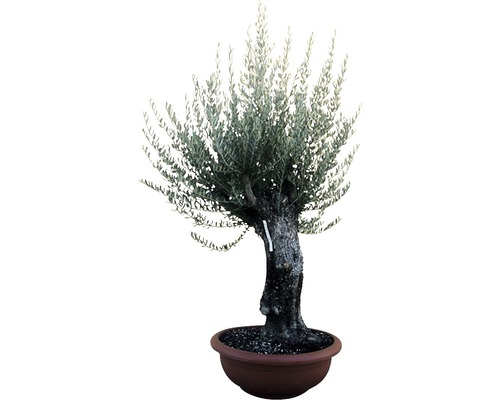 Olijfboom bonsai Olea europaea H 130-150 cm Ø 90 cm schaal