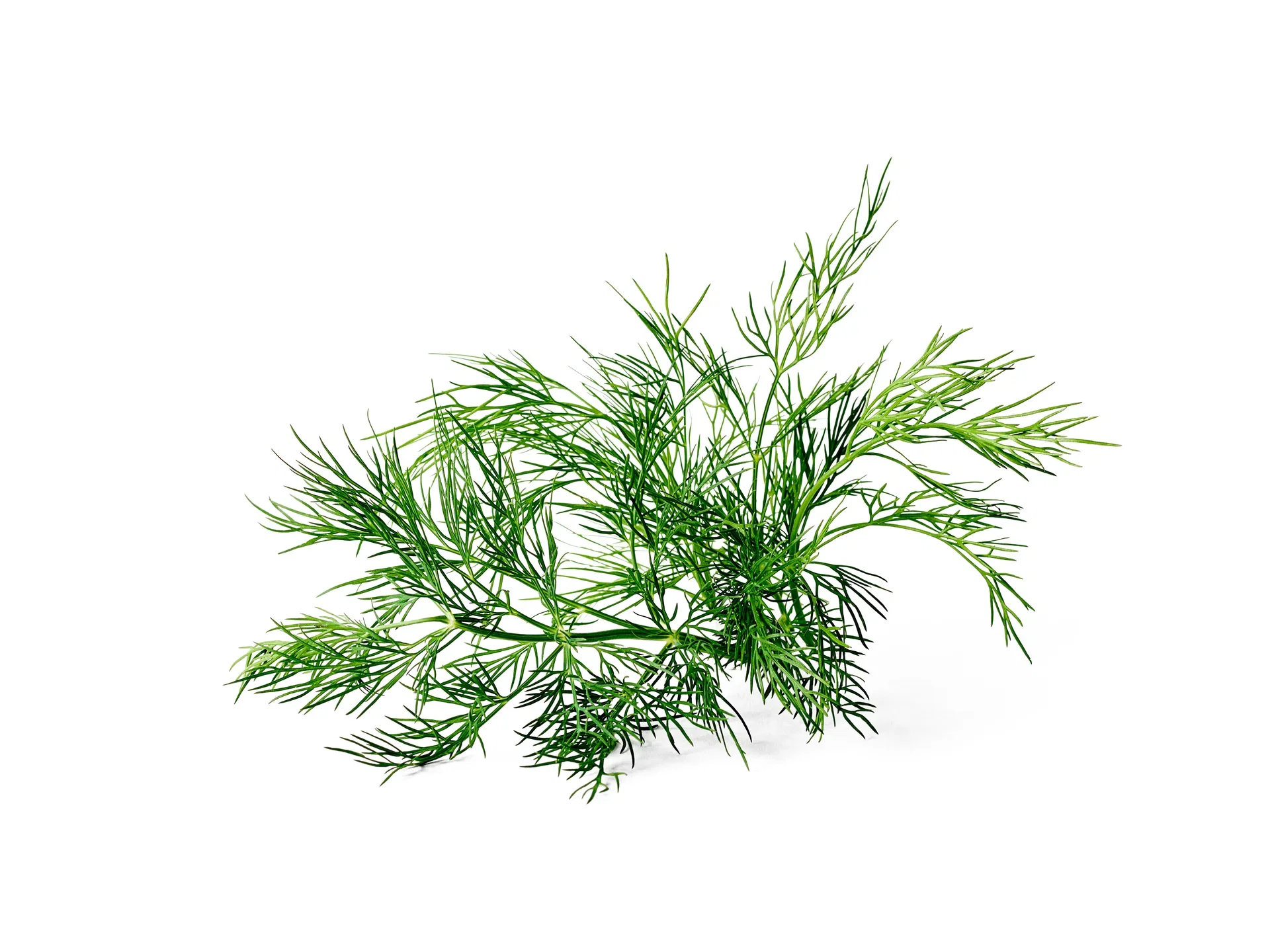 Anethum graveolens 12 cm Dill Ø12 cm