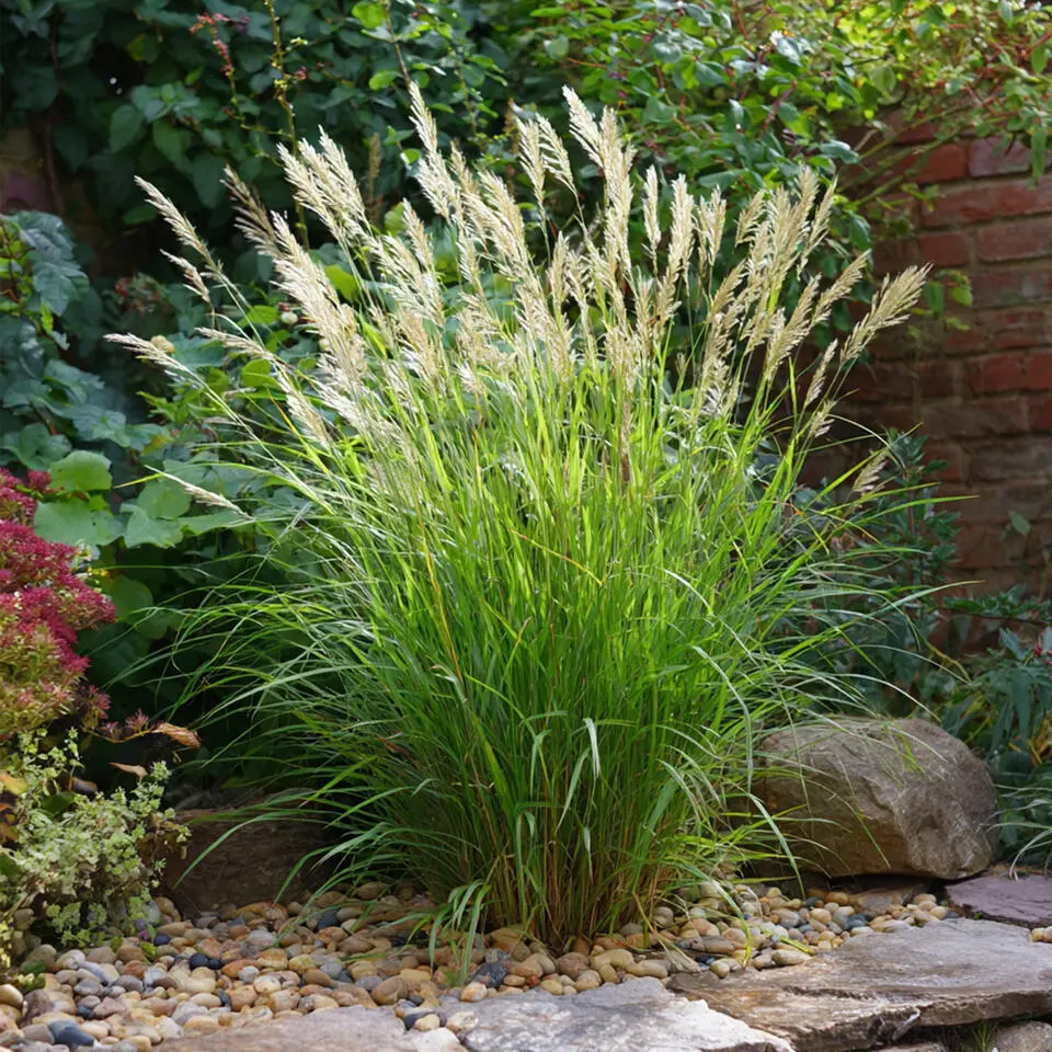 Prachtriet - Set van 2 - Miscanthus 'Gracillimus' - Hoogte 40-60cm - ⌀23cm