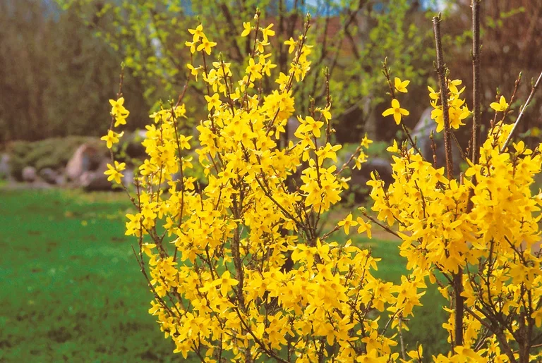 Forsythia x intermedia 'Lynwood' Praktgullbusk 'Lynwood' Ø22 cm