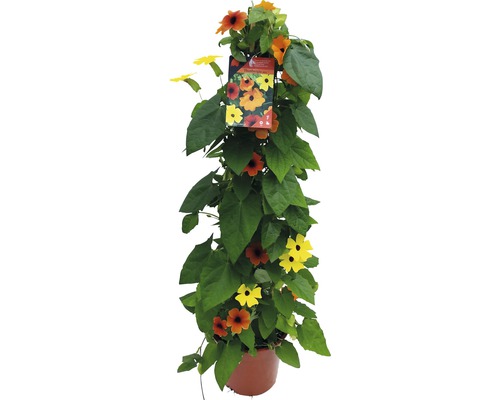 Black-eyed Susan Pyramid FloraSelf Thunbergia alata Totale hoogte ca. 90 cm Ø 19 cm Pot driekleurig