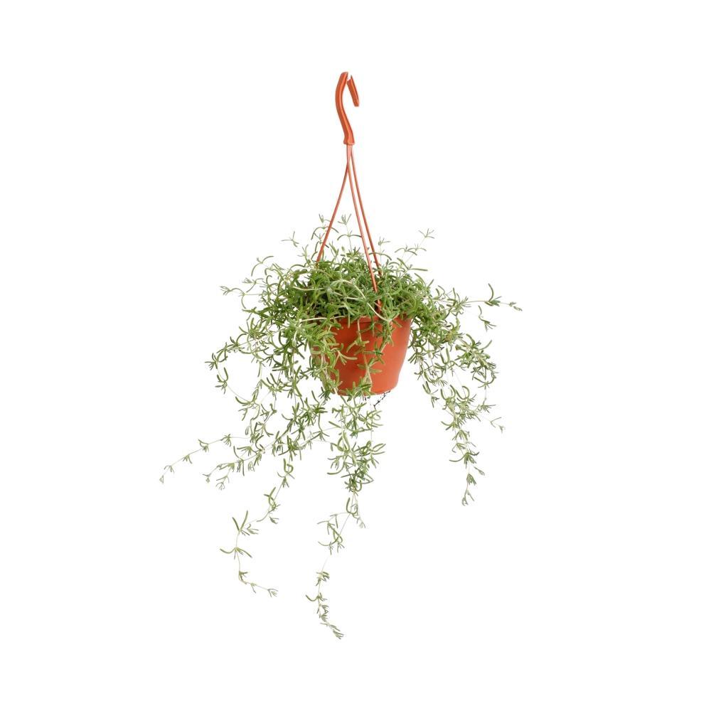 Plante d'intérieur - senecio 'twinkle little star' 15.0cm