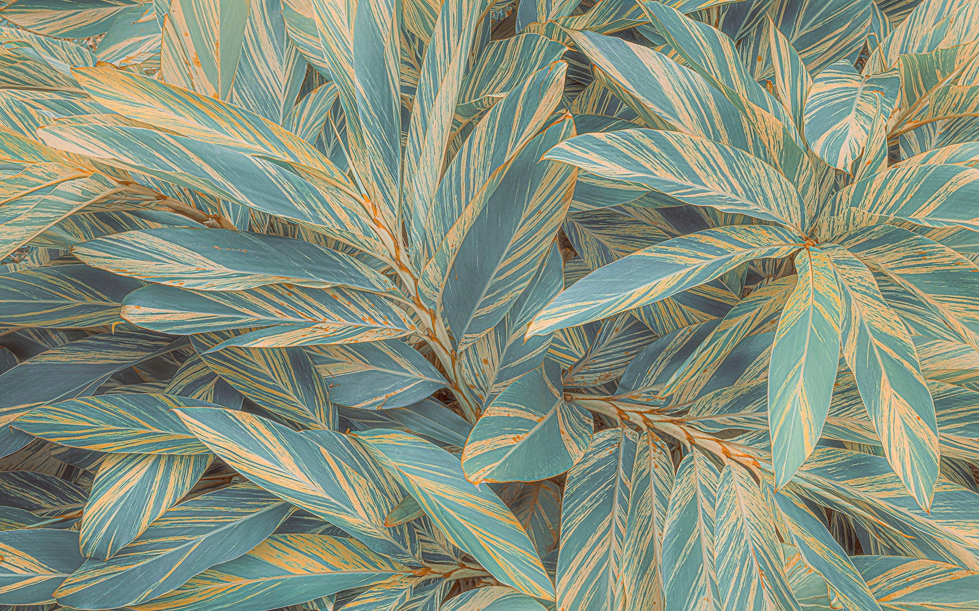 Komar Fototapete »Digitaldruck Vlies -  Amazonia Vibes - Grösse 400 x 250 cm« bedruckt glatt Wohnzimmer, Schlafzimmer
