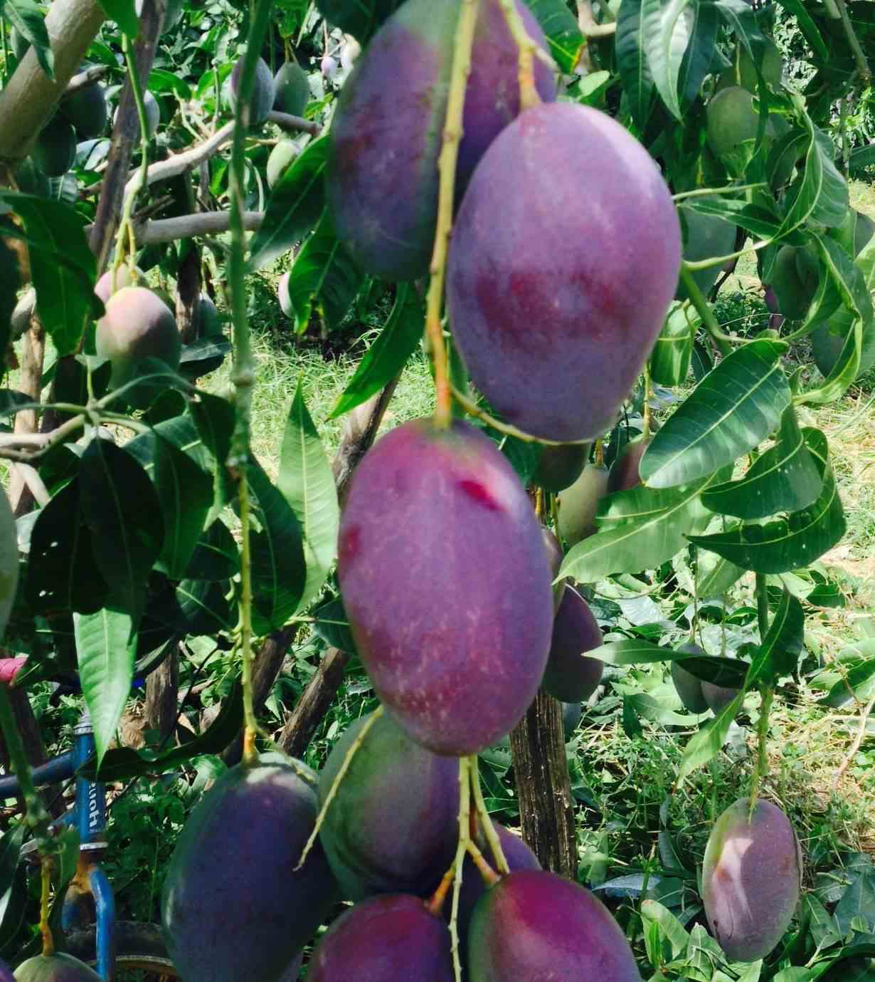 Manguier mangifera indica var.palmer taille pot de 7 litres ? 80/100 cm - jaune
