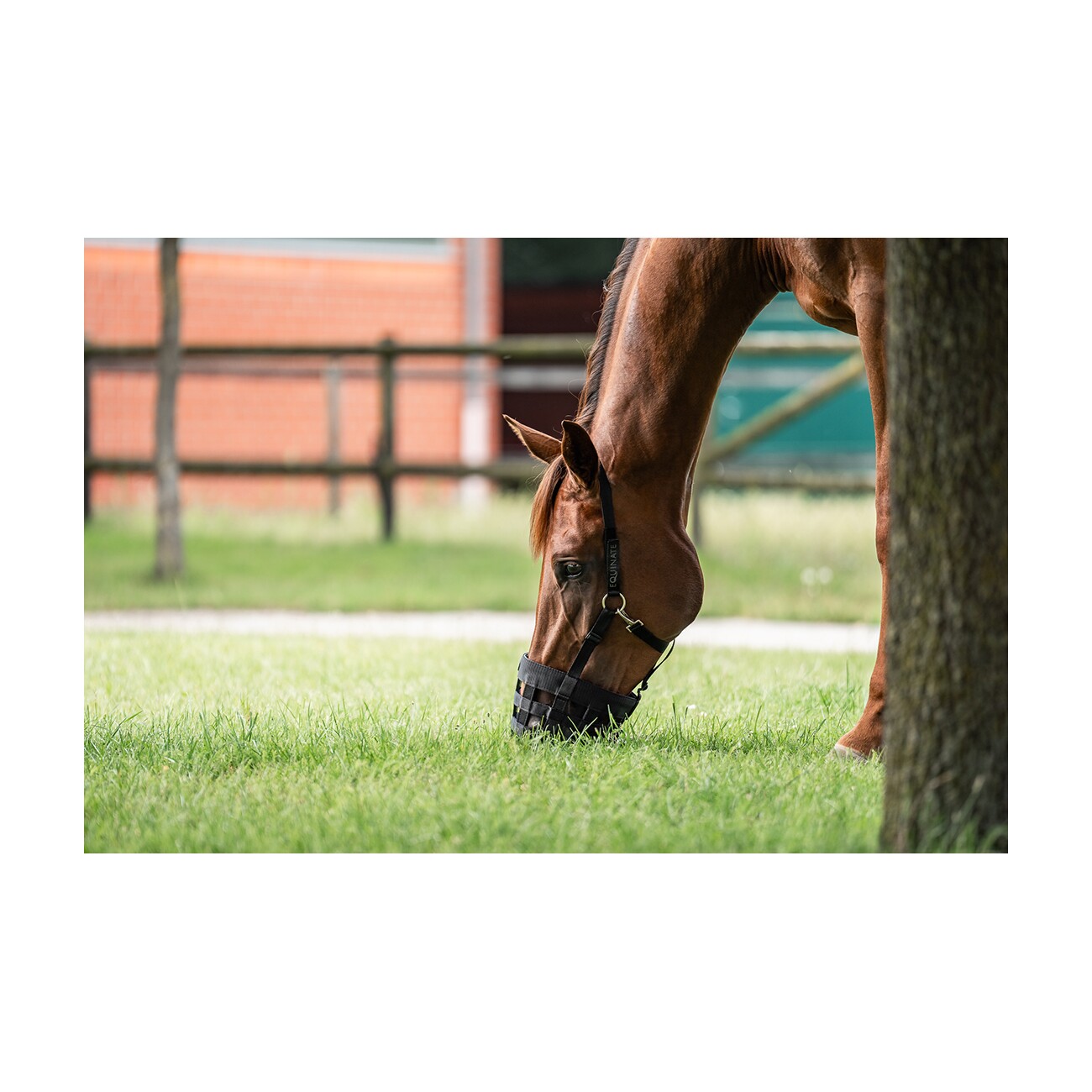 Equinate Fressbremse Grazeguard mit Polsterband WB (Warmblut)