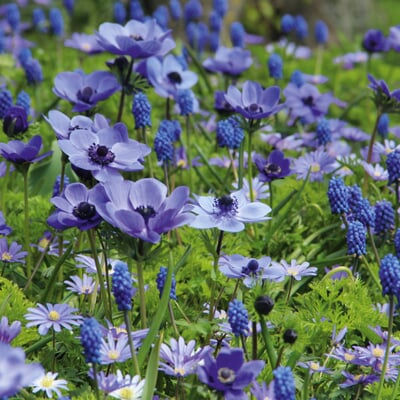 Blumenzwiebeln Blaue Blumenzwiebelmischung