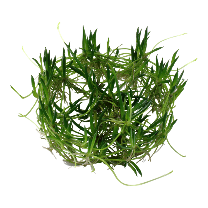 Waterplant Littorella Uniflora