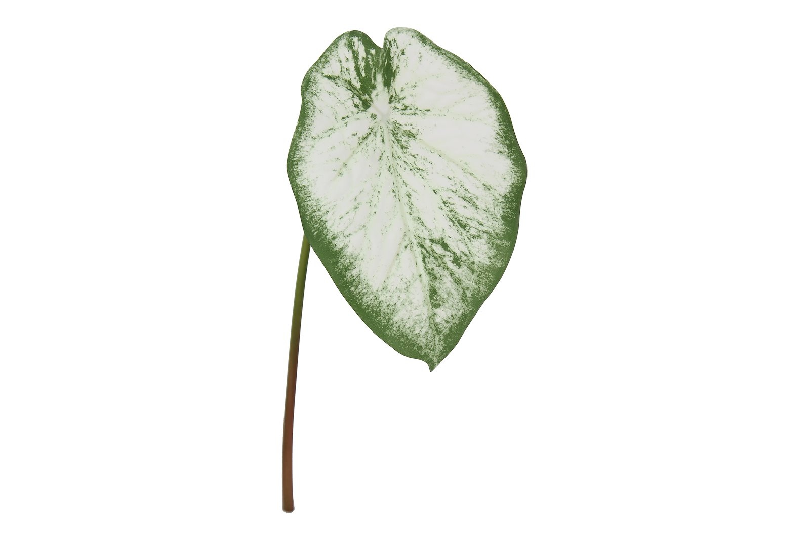 Alocasia stilkplante Grønn og hvit H55 cm