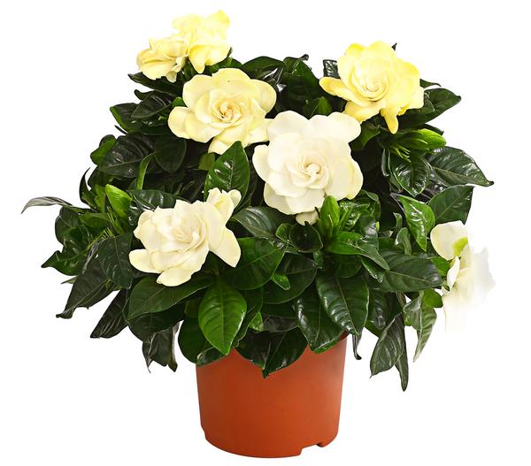 Gardenie - Gardenia jasminoides, creme