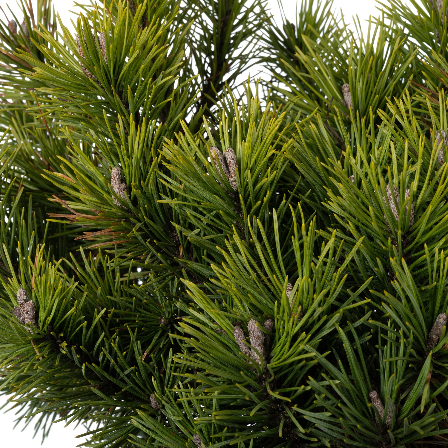 Bergden (Pinus mugo 'Mops') D 26 H 30 cm