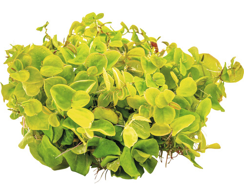 Drijvende wolfsmelk - Phyllanthus fluitans In-Vitro