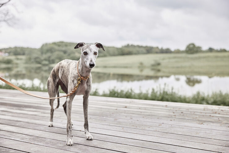 OYOY Living Design Robin Hundehalsbånd - Stor Natur