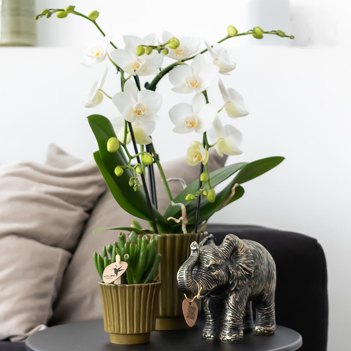 Plante d'intérieur - orchidée phalaenopsis jaune - h35cm, ø9cm - plante d'intérieur fleurie 35cm