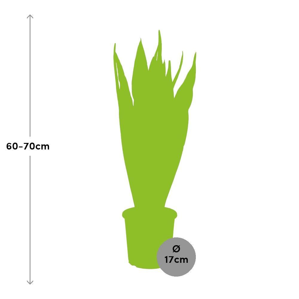 Plante d'intérieur - sansevieria zeylanica 70.0cm