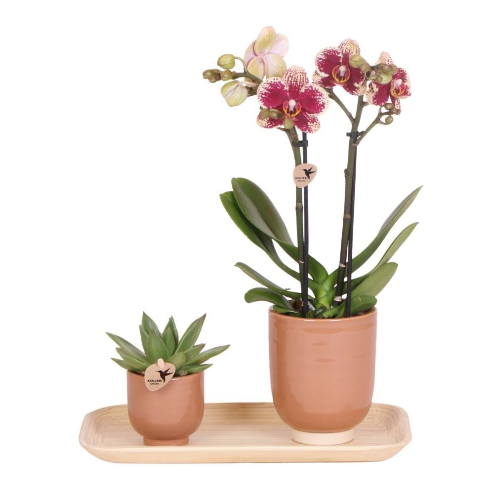 Kolibri company - orchidée rouge jaune et plante succulente sur plateau en bambou