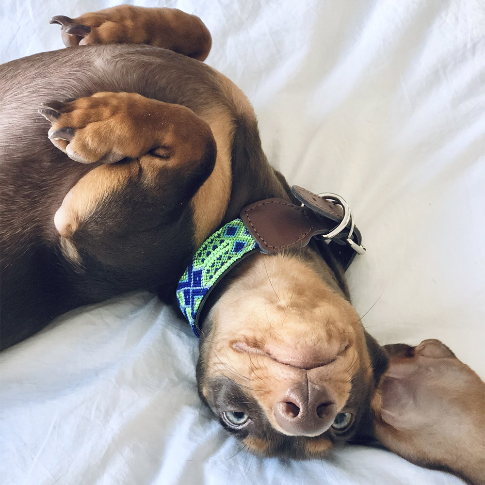 Coleira Ladran Gaúcho Cuate para cães