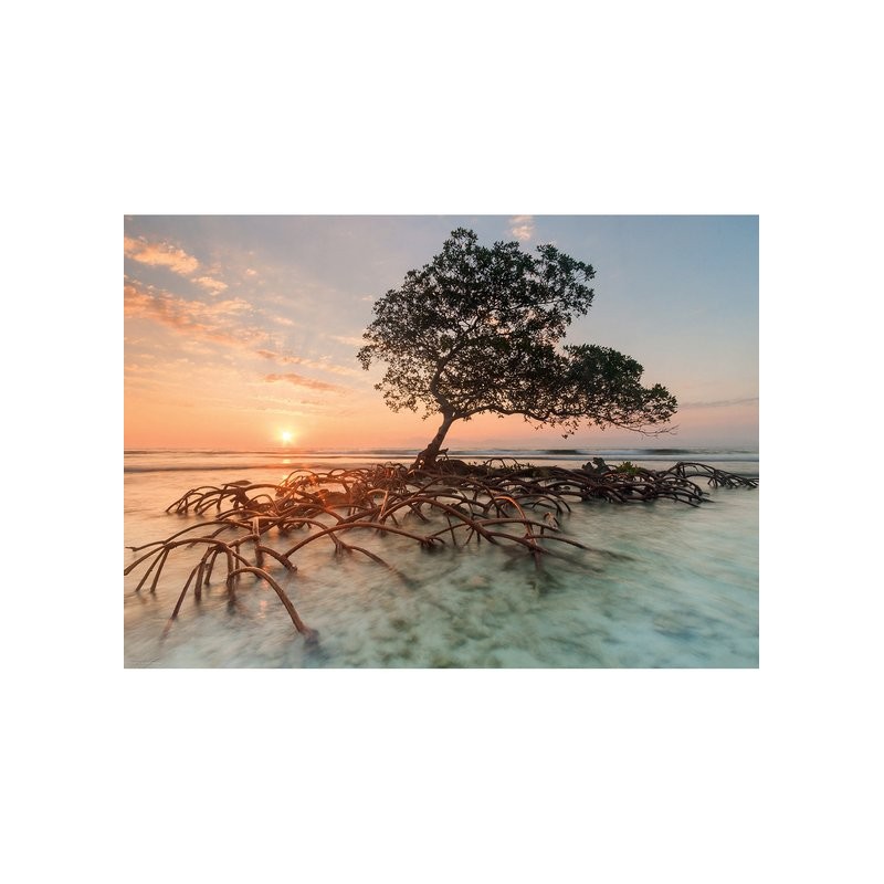 Puzzle 1000 pièces Red Mangrove