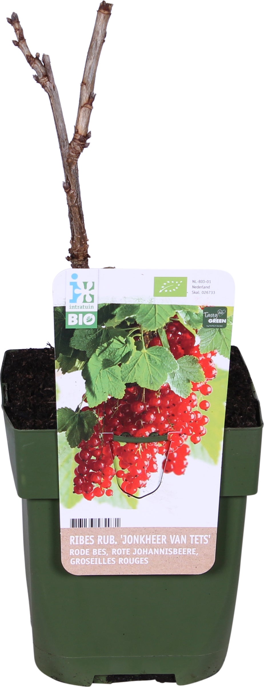 Biologische Rode bes (Ribes rubrum 'Jonkheer van Tets') D 13 H 40 cm