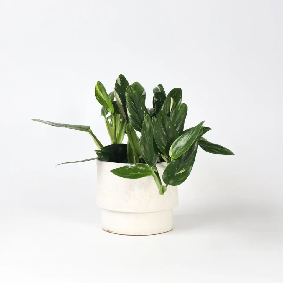 Philodendron - Philodendron Cobra - Hoogte 55-65cm - ⌀19cm