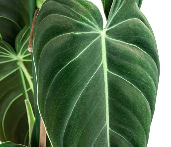 Schwarzgoldener Baumfreund - Philodendron