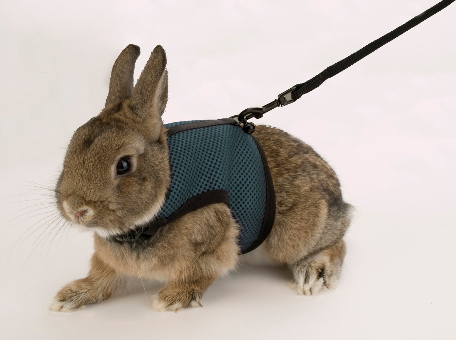 Ferplast konijnentuigje Jogging blauw