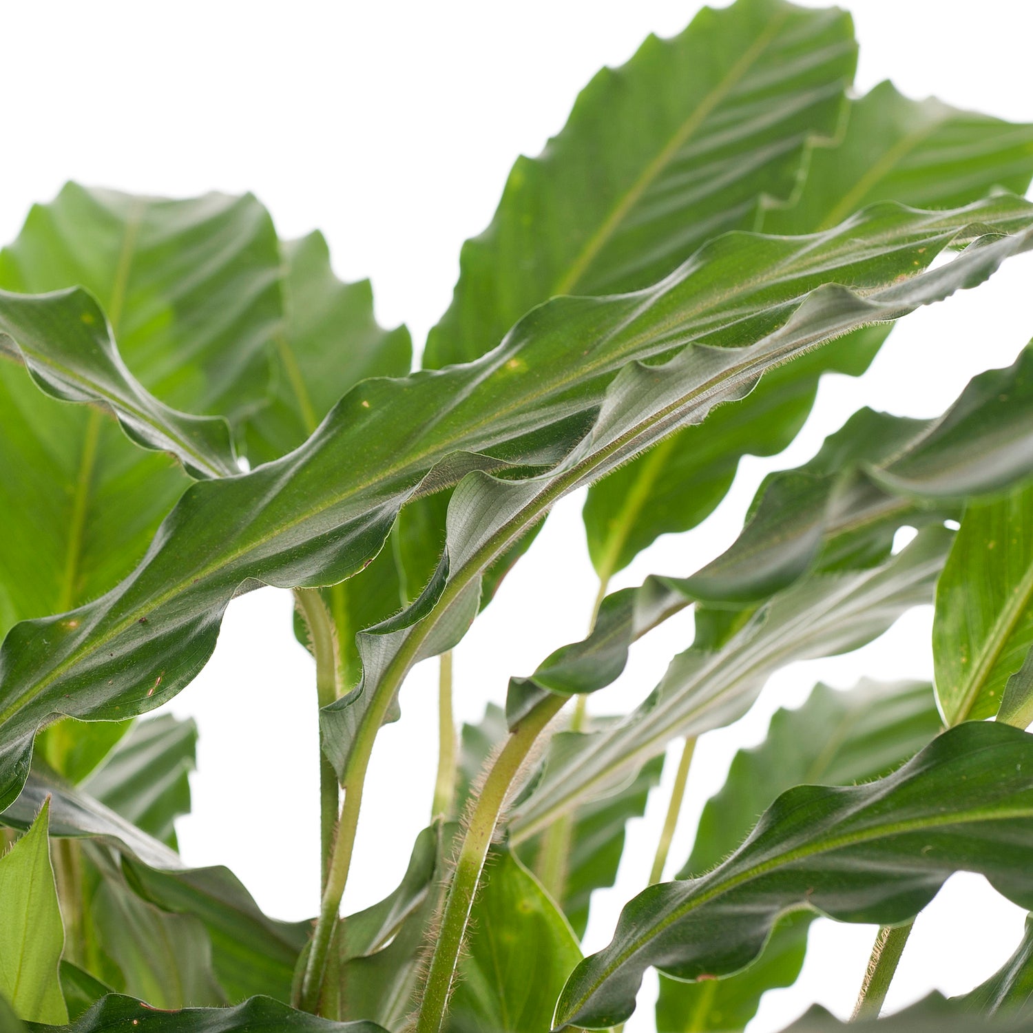 Calathea (Calathea rufibarba 'Tropistar') D 21 H 100 cm