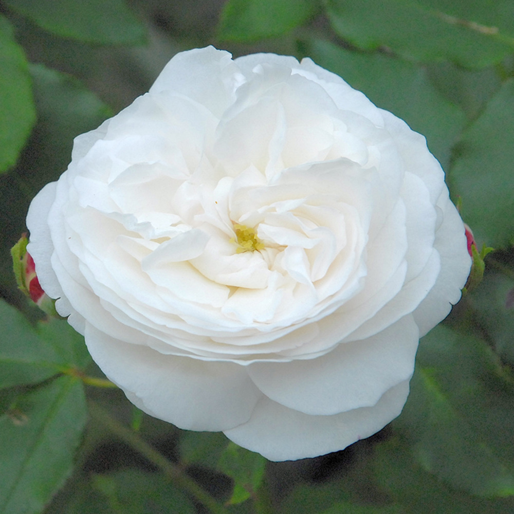 Boule de neige - racines nues