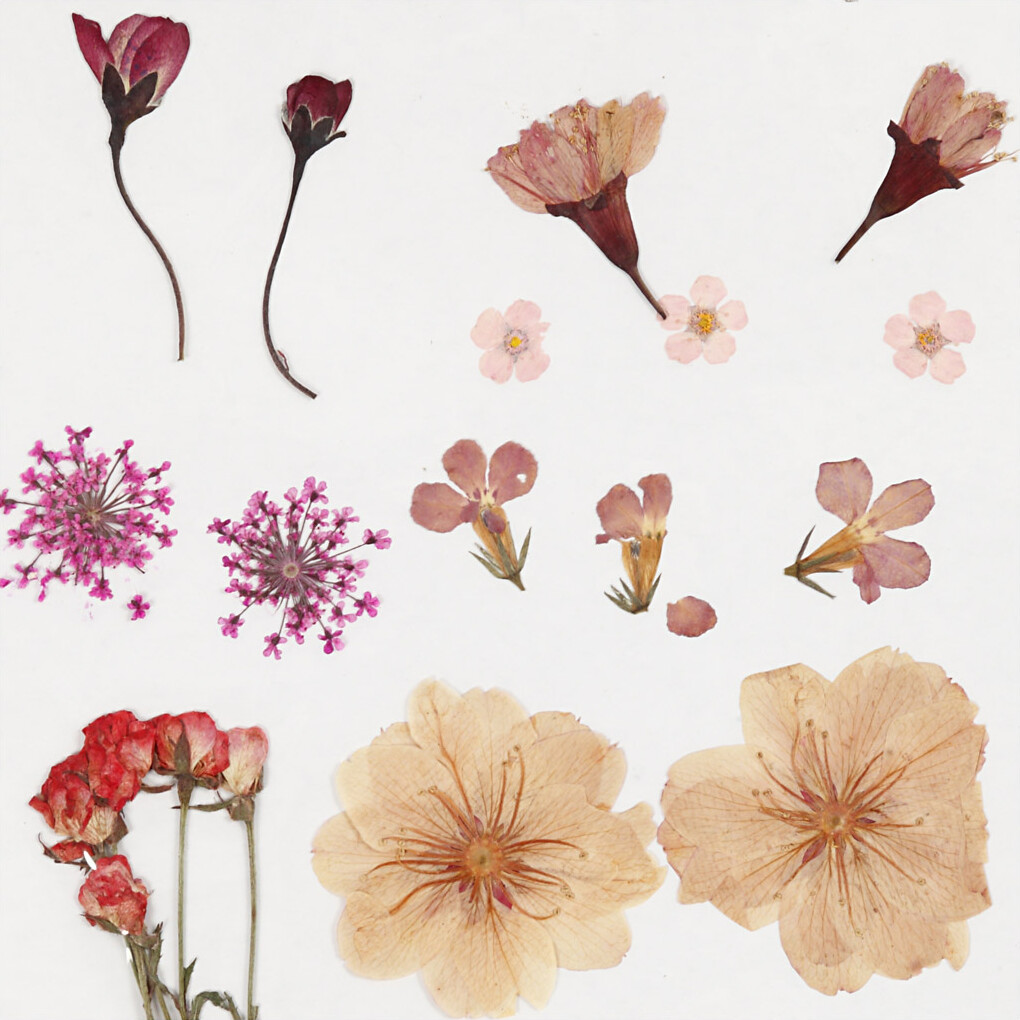 Tørrede Blomster Og Blade - Lys Rosa